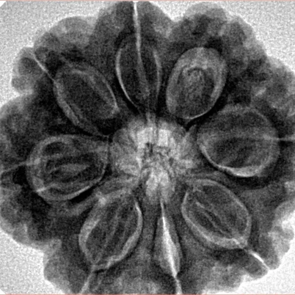 8 Mukhi Rudraksha 28.3mm 7.39gm - Inverse xray