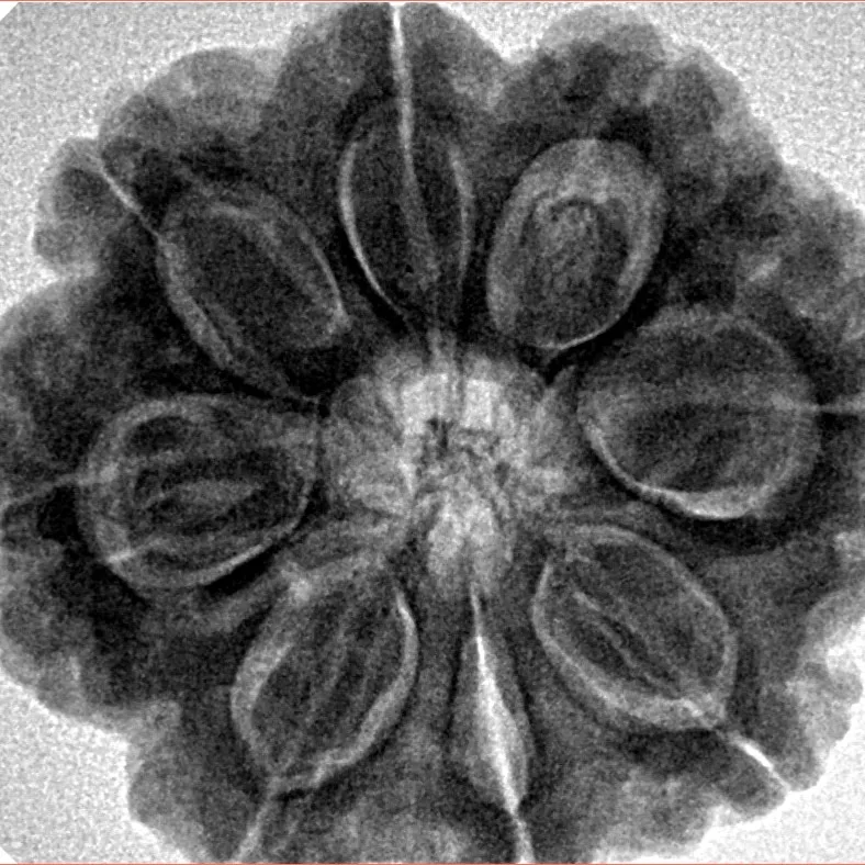 8 Mukhi Rudraksha 28.3mm 7.39gm - Inverse xray