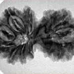 13 MK Gaurishankar 32.7mm 5gm - Inverse xray
