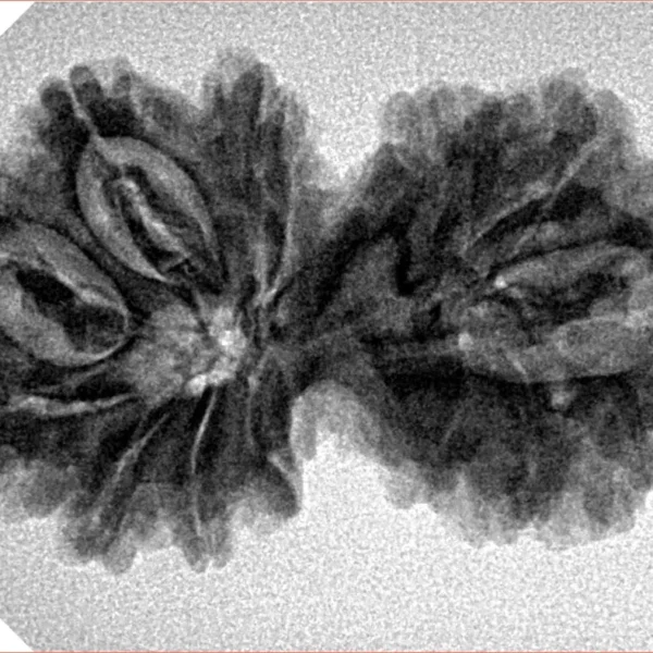 13 MK Gaurishankar 32.7mm 5gm - Inverse xray