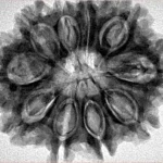 10 Mukhi Rudraksha 32.1mm 5.69gm - Inverse xray