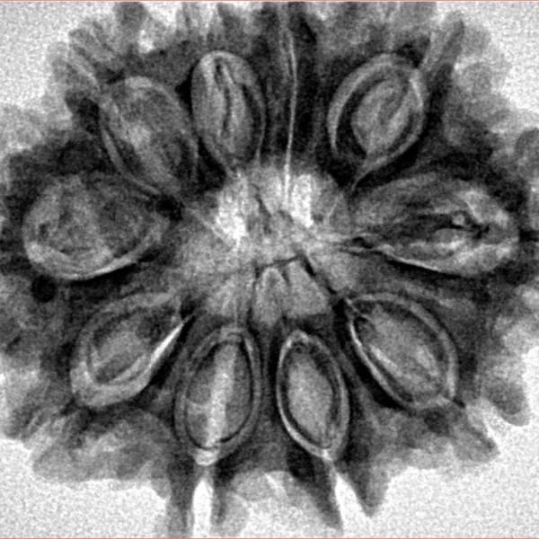 10 Mukhi Rudraksha 32.1mm 5.69gm - Inverse xray