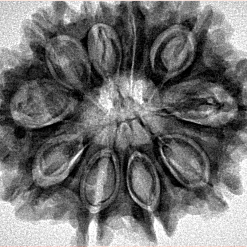 10 Mukhi Rudraksha 32.1mm 5.69gm - Inverse xray