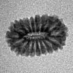 17 Mukhi Rudraksha 13.9mm 0.53gm - Inverse xray
