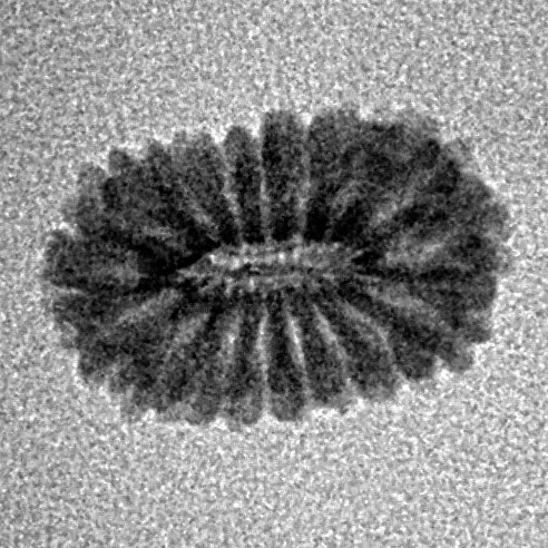 17 Mukhi Rudraksha 13.9mm 0.53gm - Inverse xray
