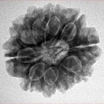 10 Mukhi Rudraksha 23.9mm 4.09gm - Inverse xray