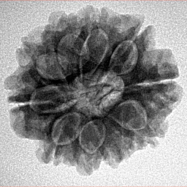 10 Mukhi Rudraksha 23.9mm 4.09gm - Inverse xray