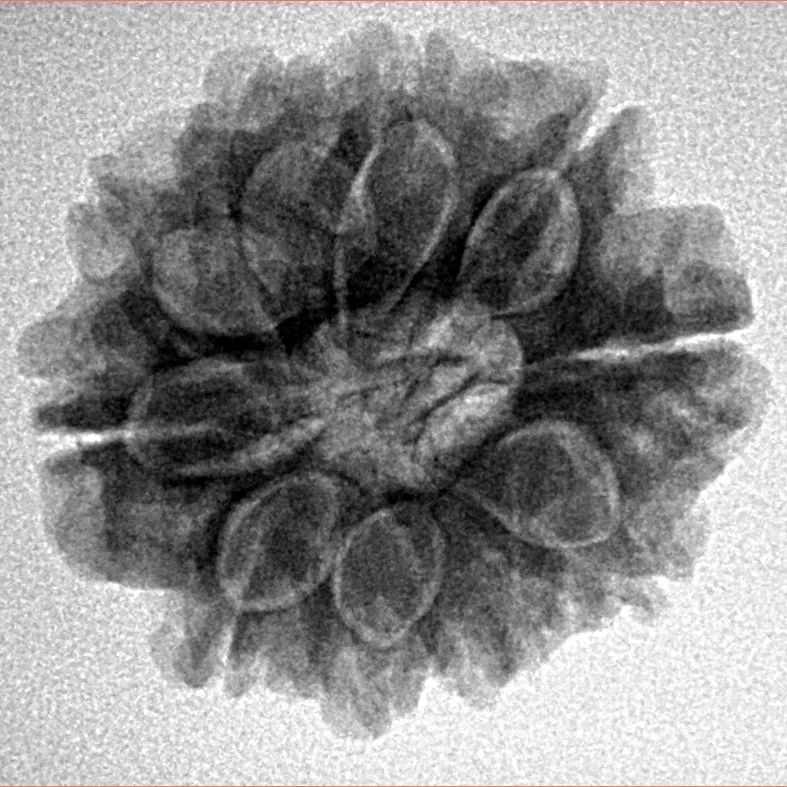 10 Mukhi Rudraksha 23.9mm 4.09gm - Inverse xray
