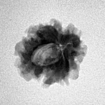 1 Mukhi Rudraksha 18.1mm 1.82gm - Inverse xray