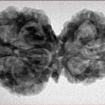 11 Mukhi G.S & Ganesh 33.8mm 5.98gm - Inverse xray