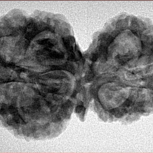 11 Mukhi G.S & Ganesh 33.8mm 5.98gm - Inverse xray