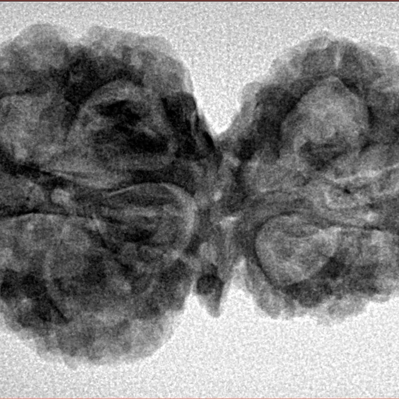 11 Mukhi G.S & Ganesh 33.8mm 5.98gm - Inverse xray