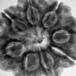 8 Mukhi Rudraksha 28.2mm 7.08gm - Inverse xray