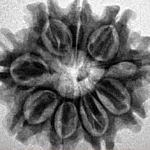 9 Mukhi Rudraksha 25.1mm 3.8gm - Inverse xray