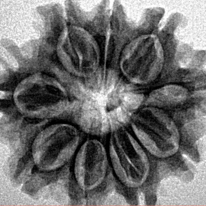 9 Mukhi Rudraksha 25.1mm 3.8gm - Inverse xray
