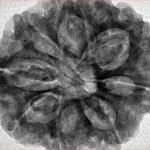 8 Mukhi Rudraksha 31mm 8.09gm - Inverse xray