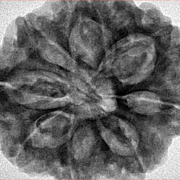 8 Mukhi Rudraksha 31mm 8.09gm - Inverse xray