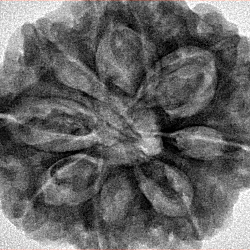 8 Mukhi Rudraksha 31mm 8.09gm - Inverse xray