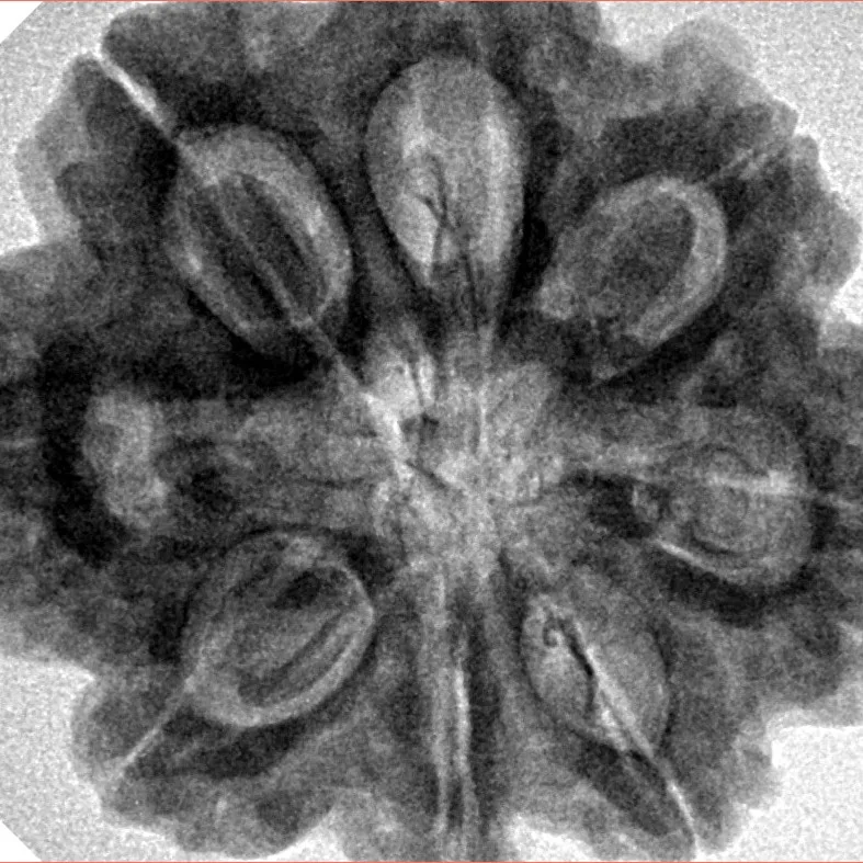 8 Mukhi Rudraksha 29.3mm 8.11gm - Inverse xray