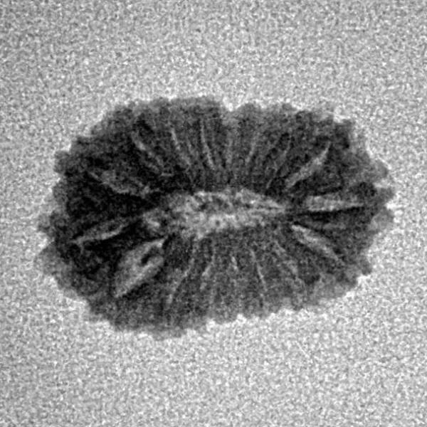 17 Mukhi Rudraksha 17.1mm 0.93gm - Inverse xray
