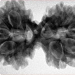 11 MK Gaurishankar 36.5mm 7.37gm - Inverse xray