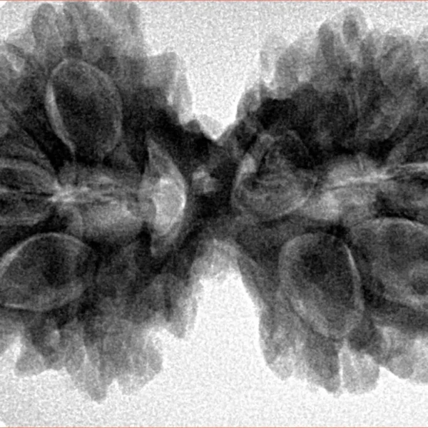 11 MK Gaurishankar 36.5mm 7.37gm - Inverse xray