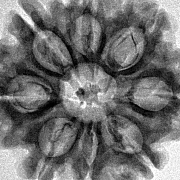 8 Mukhi Rudraksha 28.8mm 5.82gm - Inverse xray