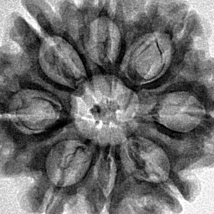 8 Mukhi Rudraksha 28.8mm 5.82gm - Inverse xray