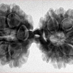 13 MK Gaurishankar 38.3mm 7.11gm - Inverse xray