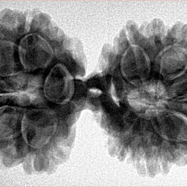 13 MK Gaurishankar 38.3mm 7.11gm - Inverse xray