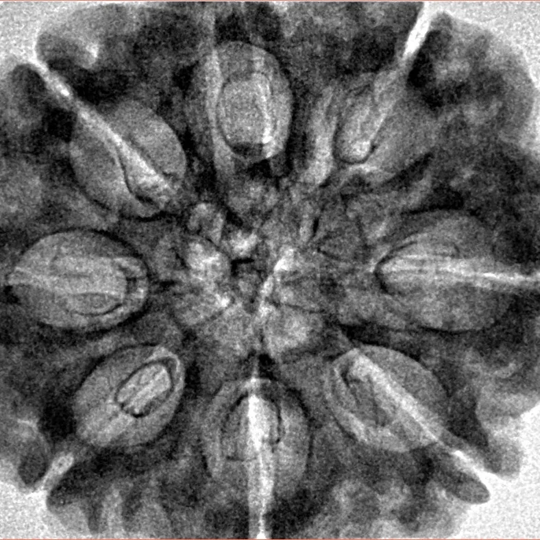 8 Mukhi Rudraksha 31.4mm 7.31gm - Inverse xray