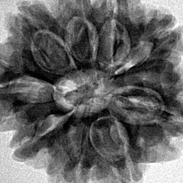 8 Mukhi Rudraksha 24.8mm 3.93gm - Inverse xray
