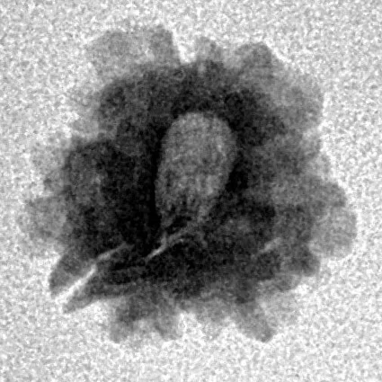 1 Mukhi Rudraksha 14.4mm 0.89gm - Inverse xray