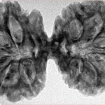 11 MK Gaurishankar 38.1mm 6.35gm - Inverse xray