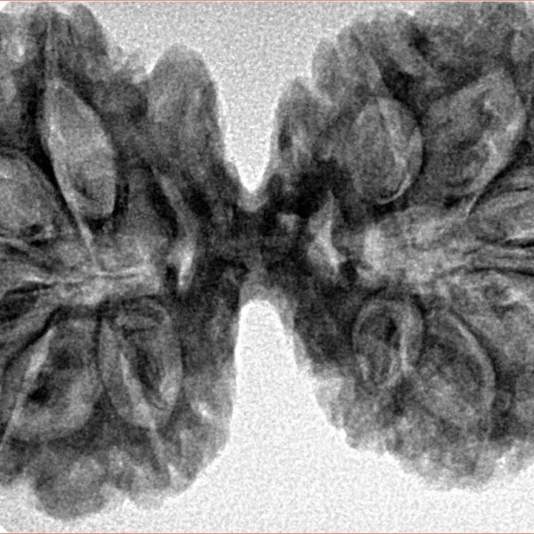 11 MK Gaurishankar 38.1mm 6.35gm - Inverse xray
