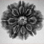 8 Mukhi Rudraksha 24.5mm 4.65gm - Inverse xray