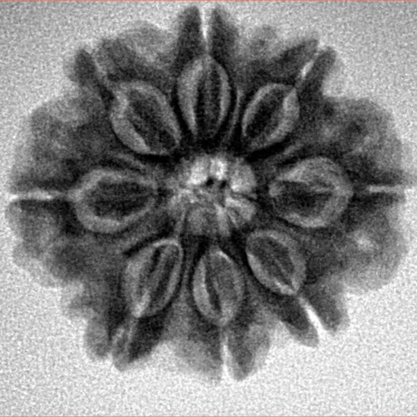 8 Mukhi Rudraksha 24.5mm 4.65gm - Inverse xray