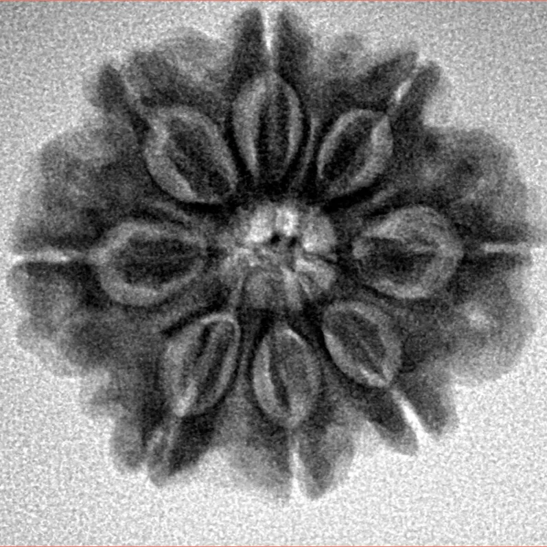 8 Mukhi Rudraksha 24.5mm 4.65gm - Inverse xray