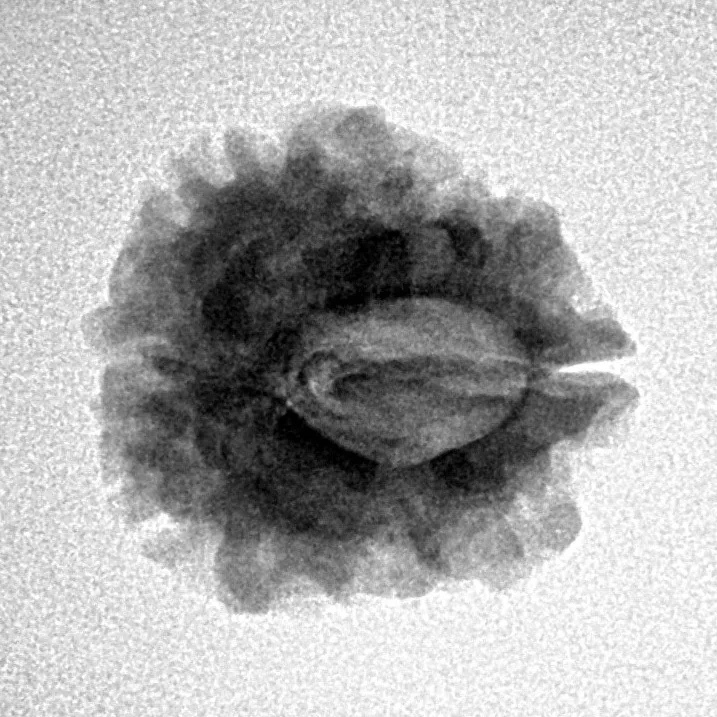1 Mukhi Rudraksha 20.9mm 2.42gm - Inverse xray