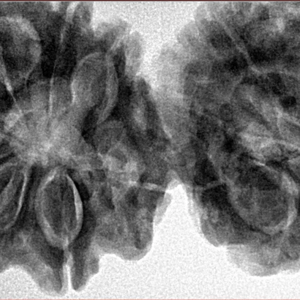12 MK Gaurishankar 43.8mm 11gm - Inverse xray