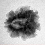 1 Mukhi Rudraksha 22.8mm 3.06gm - Inverse xray