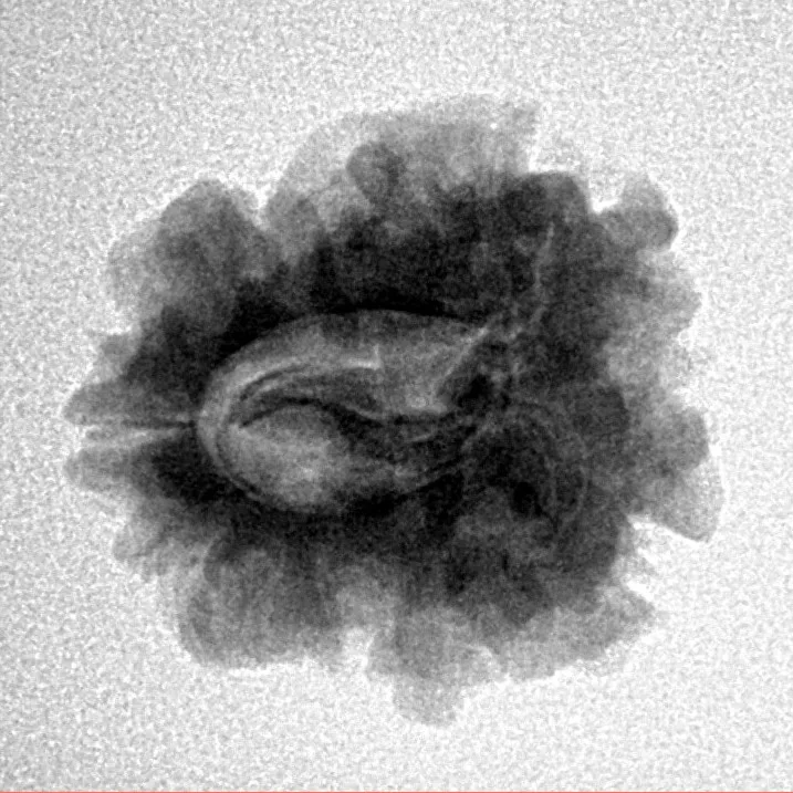 1 Mukhi Rudraksha 22.8mm 3.06gm - Inverse xray
