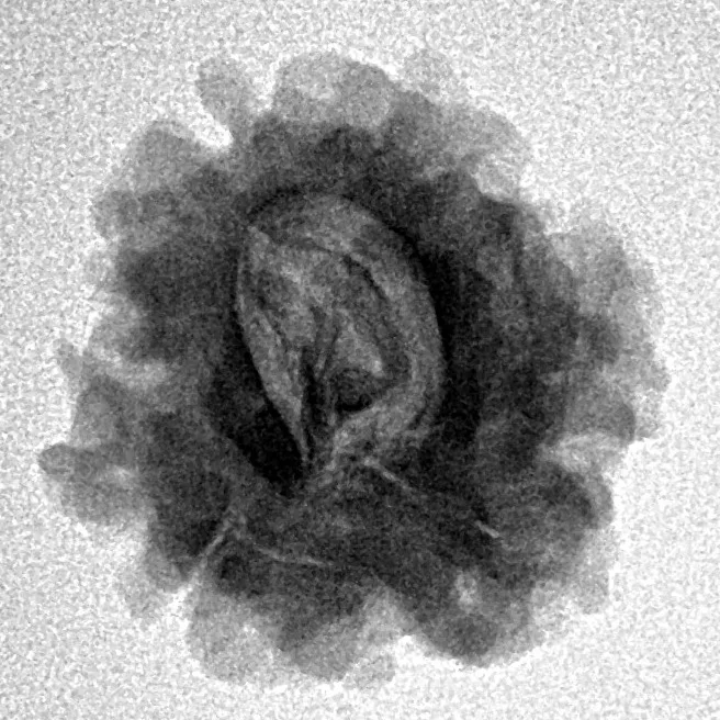 1 Mukhi Rudraksha 21mm 2.87gm - Inverse xray
