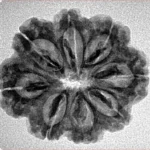 8 Mukhi Rudraksha 25.3mm 3.68gm - Inverse xray