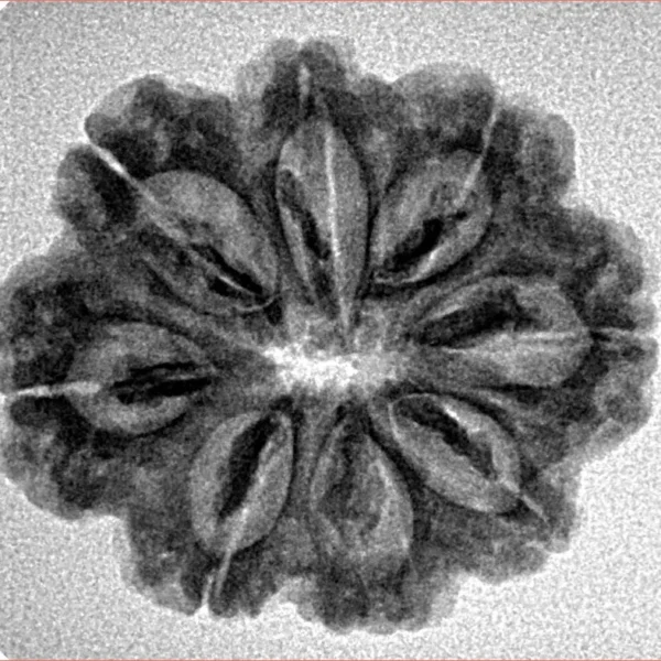 8 Mukhi Rudraksha 25.3mm 3.68gm - Inverse xray