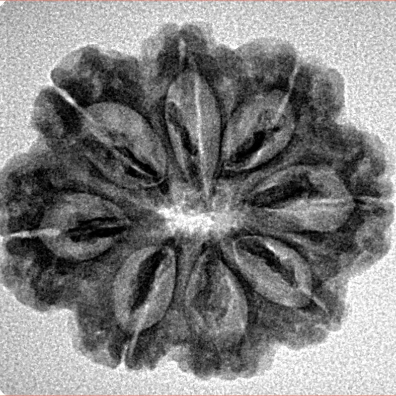 8 Mukhi Rudraksha 25.3mm 3.68gm - Inverse xray