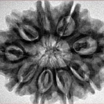 9 Mukhi Rudraksha 30.5mm 6.19gm - Inverse xray