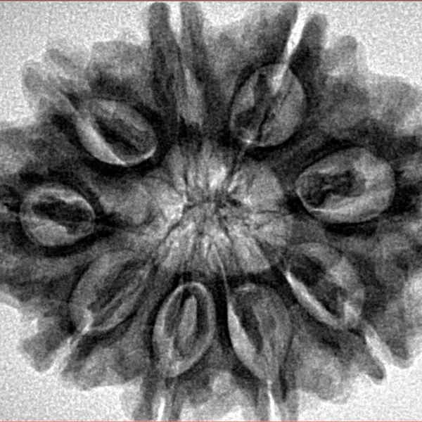 9 Mukhi Rudraksha 30.5mm 6.19gm - Inverse xray
