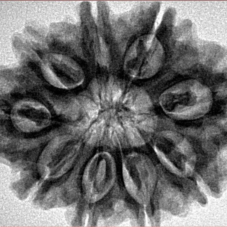 9 Mukhi Rudraksha 30.5mm 6.19gm - Inverse xray