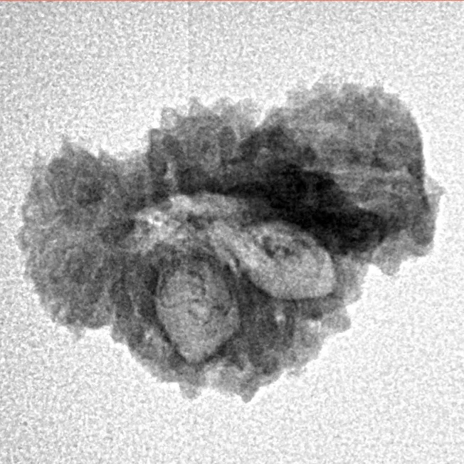 20 Mukhi Trijuti 19.9mm 1.47gm - Inverse xray